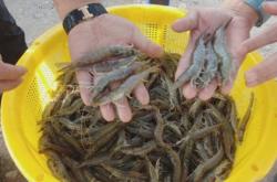 赤峰天元對(duì)蝦養(yǎng)殖廠電話號(hào)碼