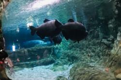 赤峰動物園海洋館電話號碼