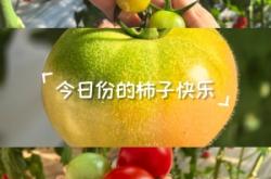 赤峰市水果柿子采摘園電話號(hào)碼