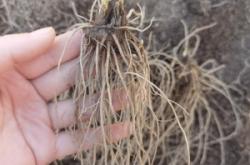 赤峰收購蒼術(shù)苗廠家電話號碼