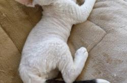 赤峰小貓免費(fèi)領(lǐng)養(yǎng)地點(diǎn)電話號(hào)碼