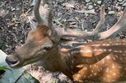 赤峰小鹿動物園電話地址查詢