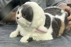 赤峰貓咪蛋糕店電話地址查詢