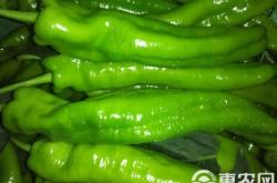 赤峰寧城批發(fā)涼皮電話號(hào)碼