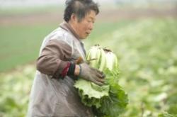 赤峰收白菜電話是多少啊