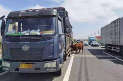 赤峰班車司機電話號碼查詢