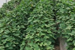 赤峰供應(yīng)紅薯苗基地電話(huà)號(hào)碼