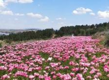赤峰市芍藥花基地電話號(hào)碼