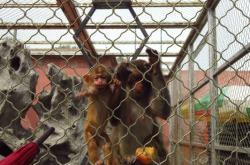 赤峰紅山動物園電話號碼