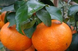 赤峰果凍批發(fā)電話多少號