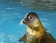 赤峰海底世界海洋館電話號碼