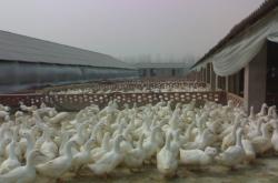 赤峰浩欣養(yǎng)殖廠(chǎng)電話(huà)地址查詢(xún)