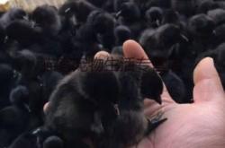 赤峰雞崽出售信息大全電話查詢