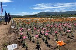 赤峰藥材訂單種植基地電話號(hào)碼
