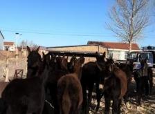 赤峰牛馬驢市場電話號碼查詢
