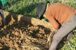 內蒙赤峰中藥種苗基地電話號碼