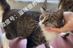 赤峰喵咪領(lǐng)養(yǎng)電話是多少號(hào)