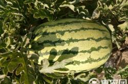 赤峰硒砂公司簡介電話號碼