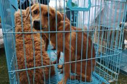 赤峰周邊領(lǐng)養(yǎng)狗基地電話號(hào)碼