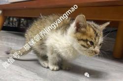 赤峰小貓咪領(lǐng)養(yǎng)電話地址查詢