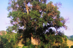 錦山鎮(zhèn)到赤峰拼車(chē)電話號(hào)碼