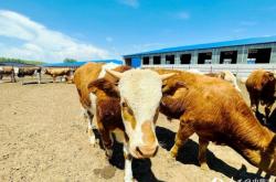 赤峰市西山煤礦地址電話號(hào)碼