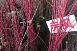 赤峰收樹種子電話號碼是多少