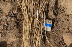 赤峰黃芪種植基地聯(lián)系電話號碼