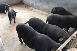 赤峰黑豬代養(yǎng)基地電話號碼