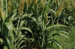 赤峰寧城農資電話號碼查詢是多少