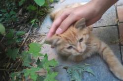 赤峰寵物免費(fèi)領(lǐng)養(yǎng)地址電話號(hào)碼