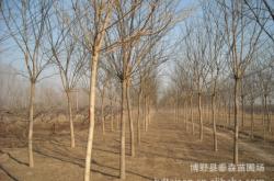 赤峰榆木桿子廠家電話號(hào)碼