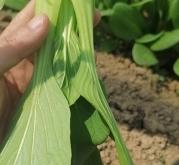 赤峰小白菜基地地址電話號(hào)碼