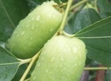 赤峰紅山區(qū)采購(gòu)水果電話號(hào)碼