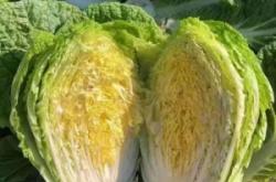 赤峰市白菜收購商電話號碼