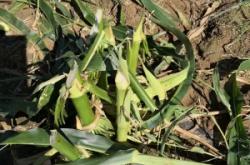 內(nèi)蒙赤峰仔豬出售電話號碼是多少