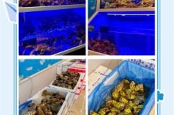 赤峰海鮮產(chǎn)品禮盒批發(fā)電話號(hào)碼