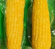 赤峰鮮食玉米廠家地址電話號碼