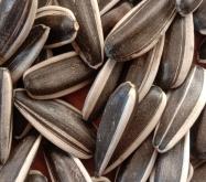 赤峰賣葵花籽的電話號碼