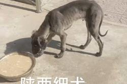 赤峰君峰狗肉店電話地址查詢