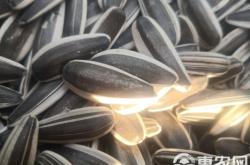 赤峰瓜子晾曬機廠家電話號碼