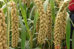 赤峰割谷子人工咨詢電話號(hào)碼