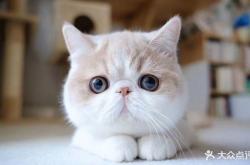 赤峰名倫寵物醫(yī)院電話號碼