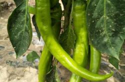 赤峰尖椒收購車間電話號碼