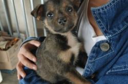 赤峰領(lǐng)養(yǎng)小土狗電話號(hào)碼查詢