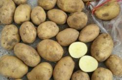 赤峰收土豆的商家電話號碼