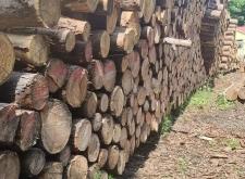 赤峰市收購木材在哪里