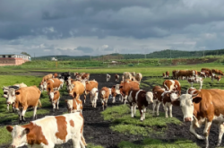 臨汾到赤峰旅游團(tuán)電話號碼