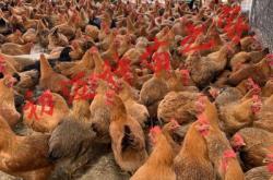 赤峰市批發(fā)小雞仔電話號(hào)碼