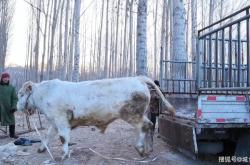 赤峰宰牛師傅招聘電話號碼是多少